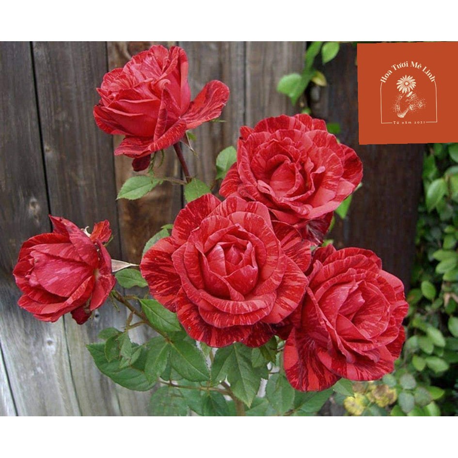 Hoa hồng bụi Red Intuition rose đỏ sọc đột biến-HoaTuoiMeLinh