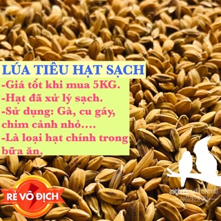 5KG | LÚA TIÊU RUỘT ĐỎ CHO GÀ, CU GÁY, CHIM CẢNH....