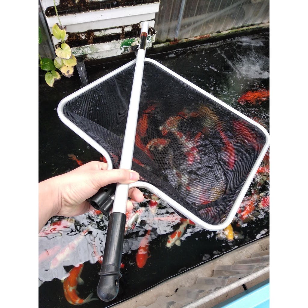 Vợt vuông bắt cá kích thước 30cm cán dài 60cm