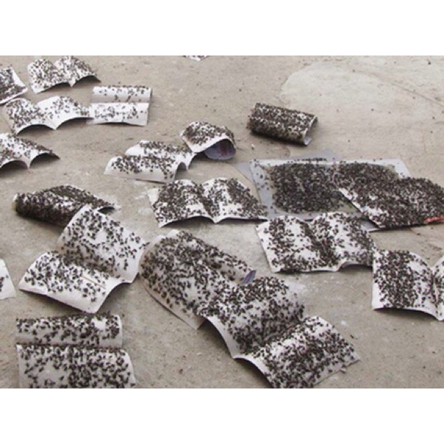 50 tấm keo dính ruồi - độ dính cao vô địch không độc hại