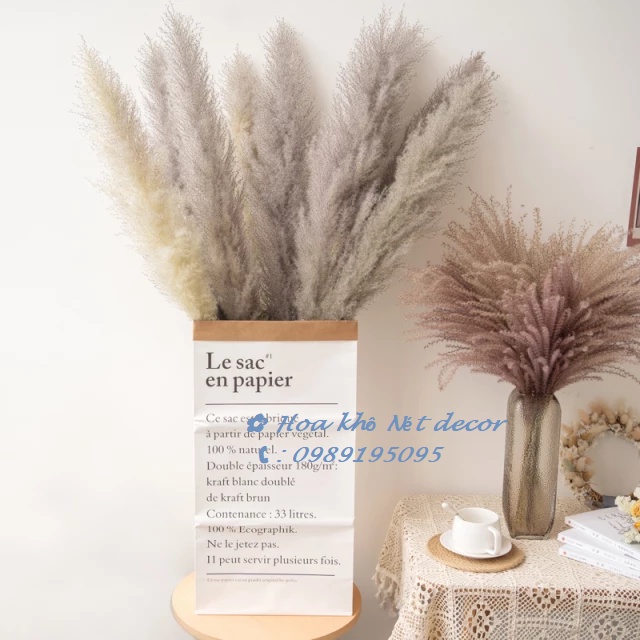 Cành lau xù tự nhiên Cành lau to decor Pampas grass