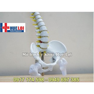 Mô hình cột sống 45cm - mô hình xương