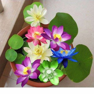 Hạt giống sen mini Nhật mix - 5 hạt