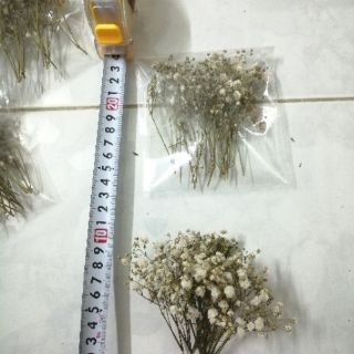 [ SỈ ] HOA KHÔ giá siêu rẻ 🍁🌼🌺