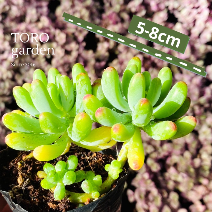 Sen đá thạch ngọc mĩ Đà Lạt size bé cây cảnh trang trí nhà cửa Toro garden