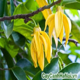 CÂY GIỐNG HOÀNG LAN( NGỌC LAN VÀNG)