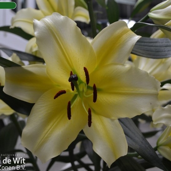 Củ giống hoa ly vàng thơm size to 5-9 bông/cây