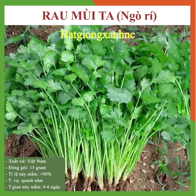 Hạt giống rau ngò rí (Mùi ta), Gói 15gr, Rau củ quả trồng sân thượng, tại vườn, ban công.