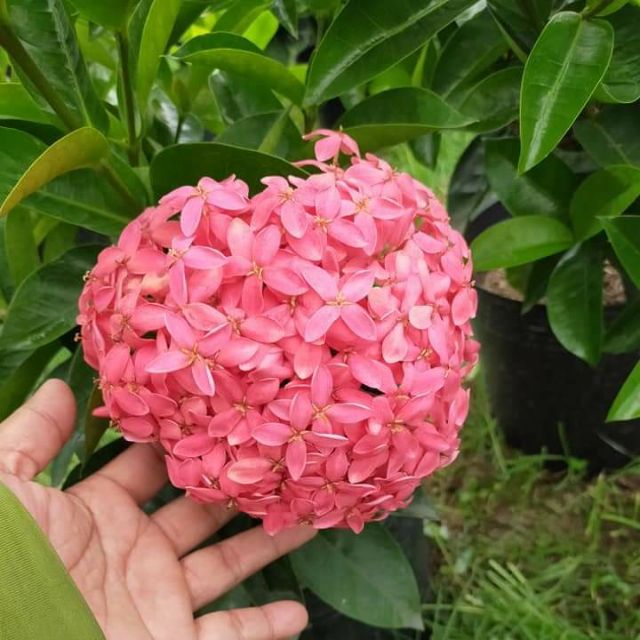 Trang Mỹ Hồng