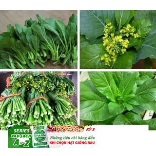 Hạt giống Cải Ngồng MậP 50 Hạt