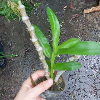 Trầm Semi blue