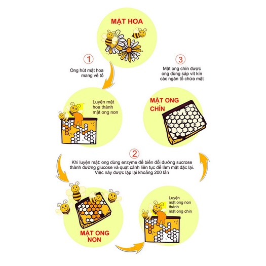 Combo 3 chai mật ong nguyên chất Nhãn Cổ Thụ 500g – 100% mật ong chín, mật ong rừng