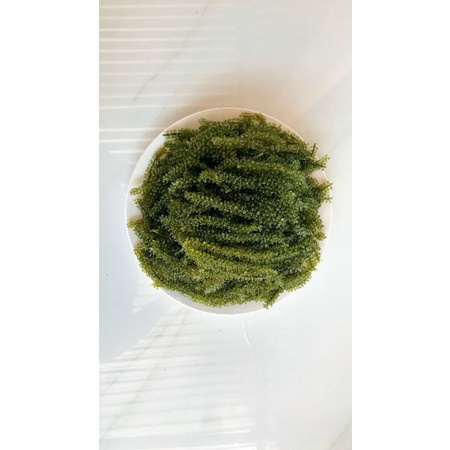 RONG NHO TƯƠI SÀI GÒN túi 500GR-ship hỏa tốc