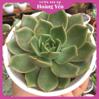Sen đá đế vương xám size trung - cây khỏe giá rẻ, lỗi 1 đổi 1