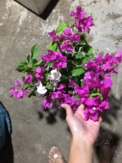 Giấy hai màu