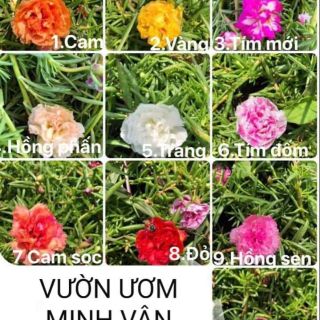 CÀNH HOA MƯỜI GIỜ THÁI NHIỀU MÀU. DỄ TRỒNG VÀ CHĂM SÓC