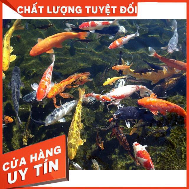 [FreeShip–Sale khô máu]Vi khuẩn quang hợp PSB GOLD -Làm trong nước khử mùi tanh,chai lớn 2l