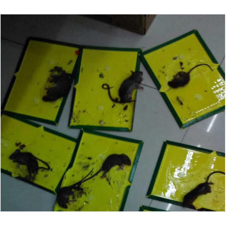 Keo dính bẫy chuột siêu dính Sticky Mouse Board
