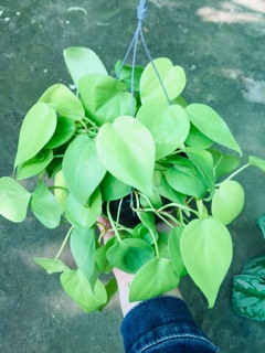 TRẦU BÀ TIM VÀNG GÁO DỪA
