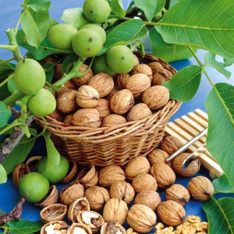 Óc Chó Nếp Hà Giang [ Hàng nguyên vỏ và tách vỏ ]