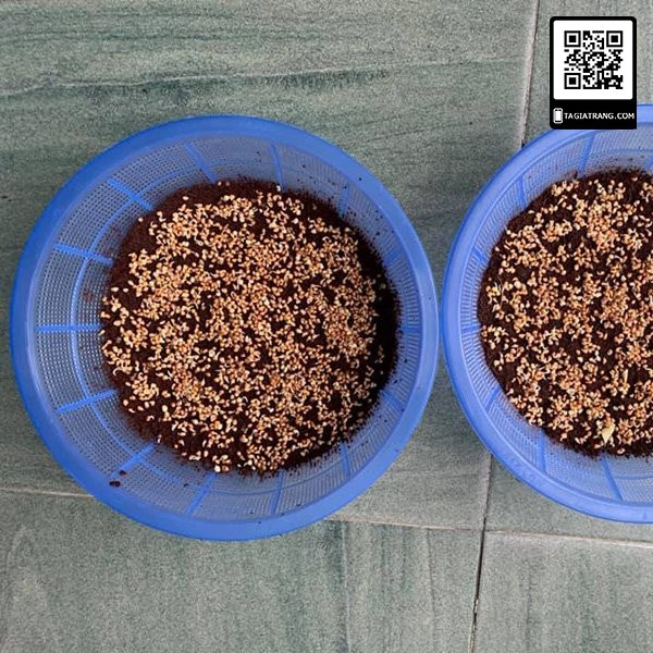 Hạt giống rau mầm củ cải trắng - Gói 100g/ 50g