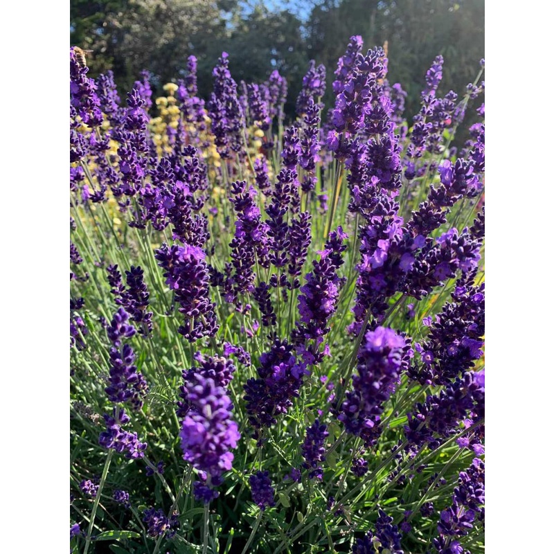 HẠT GIỐNG HOA OẢI HƯƠNG HOA LAVENDER