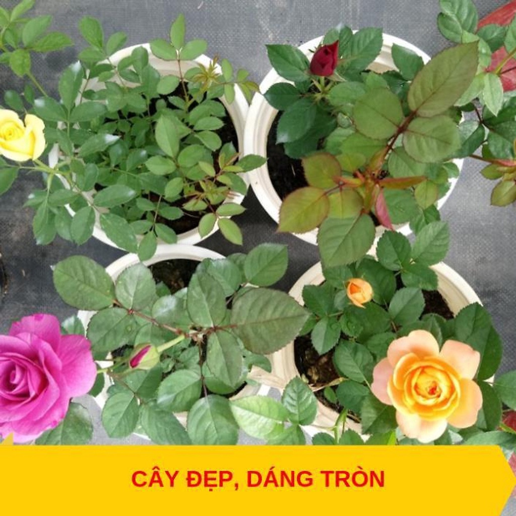 GIÁ YÊU THƯƠNG Combo 3 cây hoa hồng tezza - cây có bầu đất khỏe