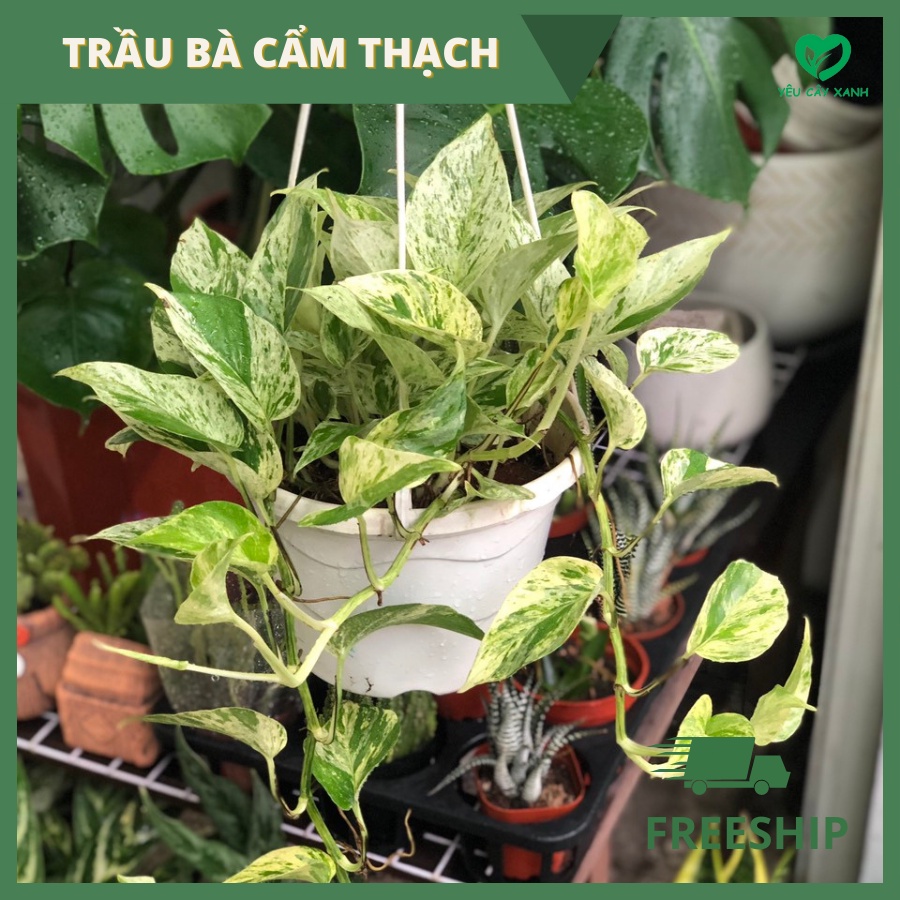 Chậu Treo Trầu Bà Cẩm Thạch (Trầu Bà Sữa)