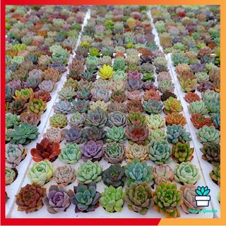 Freeship - 5 loại sen đá đà lạt mini ngẫu nhiên