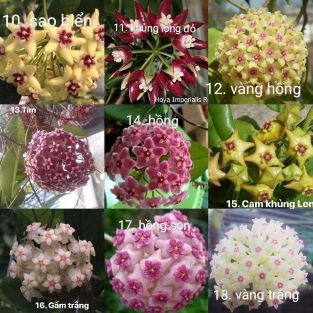 Lan cẩm  cù nhiều màu mua