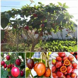 Hạt giống cà chua thân gỗ Tamarillo {gói 10 hạt }