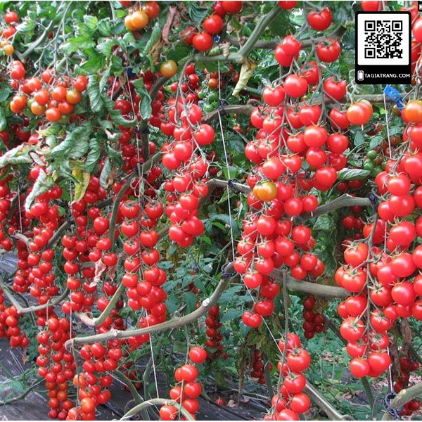 Bán sỉ - Hạt giống cà chua cherry đỏ (cà chua chuỗi ngọc - cà chua bi chùm)