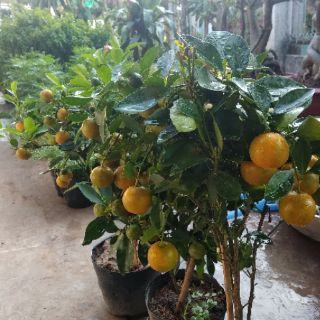Cây Hạnh ( đang trái sai )