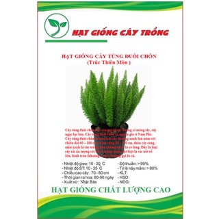 Hạt giống cây tùng đuôi chồn trúc thiên môn- gói 5 hạt