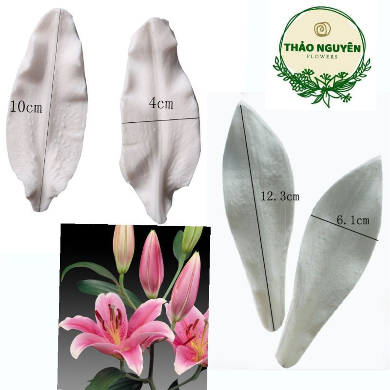 Sét bộ gân hoa ly(Bách hợp loại nhỏ)