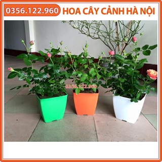 Bộ 5 chậu nhựa vuông V20 trồng cây nhiều màu - HT 20x20 cm