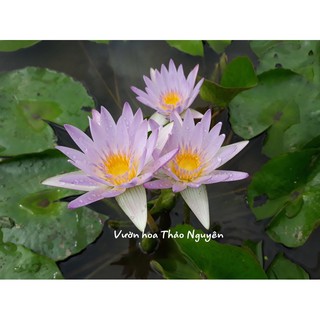 [RẺ VÔ ĐỊCH] Cây hoa súng Thái Lan màu trắng hồng Đ-09( Không đặt được vui lòng liên hệ shop em ạ)