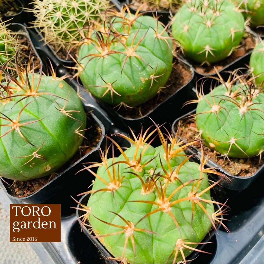 Xương rồng tân thiên địa Đà Lạt size bé cây cảnh trang trí nhà cửa Toro garden