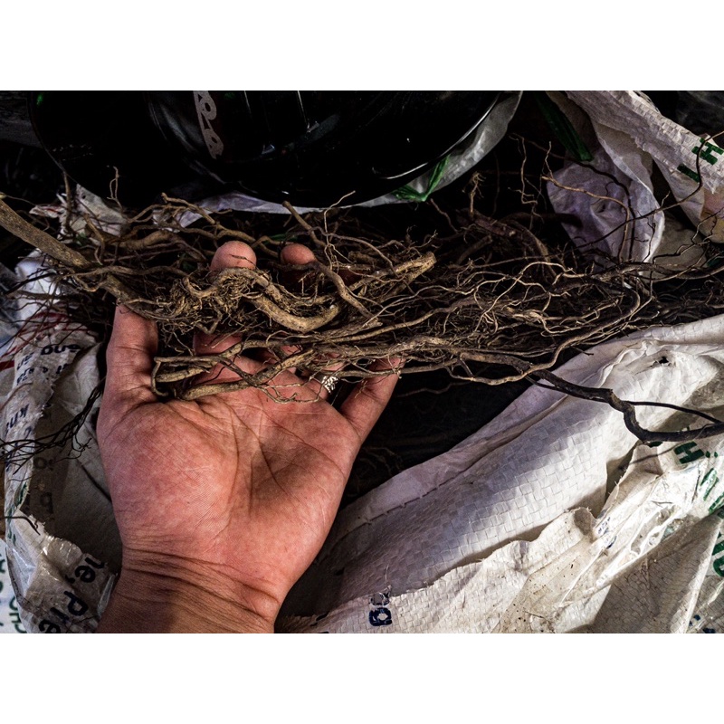 Rễ Dương Cao Cấp (100GR)| Trang Trí Trải Nền, Setup Layout : Thủy Sinh, Biotope, Blackwater | Giá siêu tốt