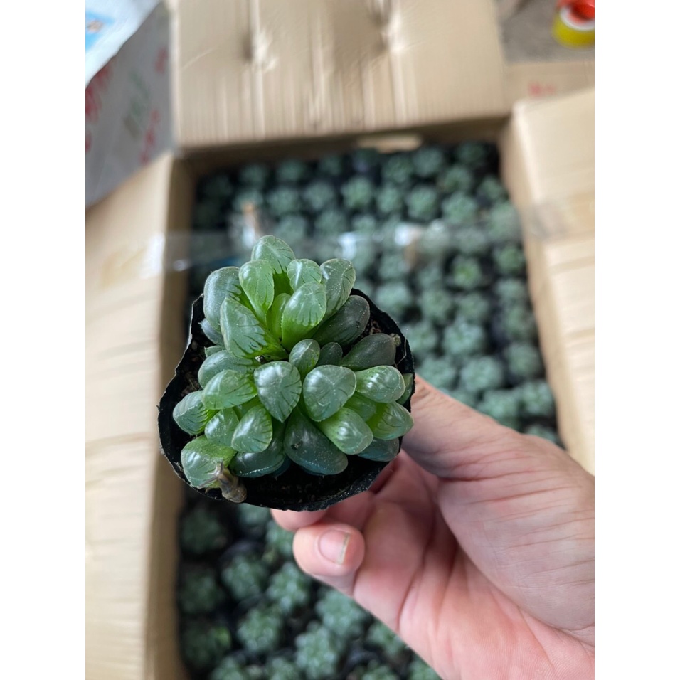 Haworthia Cooperi | Sen đá Kim Cương | Size 3-5cm