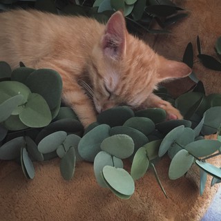 Set lá táo bạc