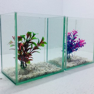 Bể cá mini để bàn combo 2 bể tặng phụ kiện