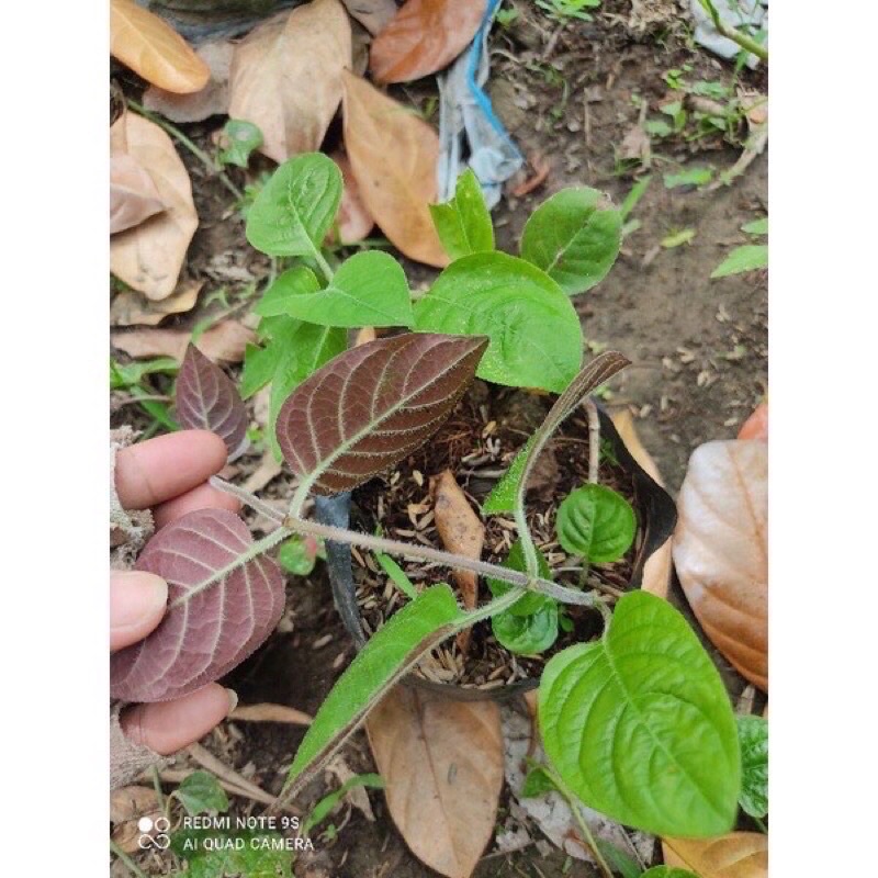 Cây giống lá mơ lông tím cây dễ sống ship nam Bắc đều được