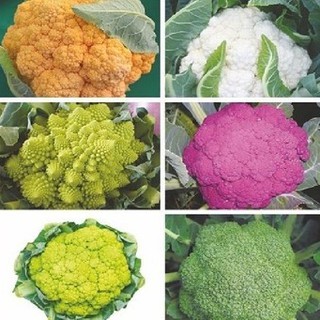 Hạt giống súp lơ mix màu - gói 20 hạt