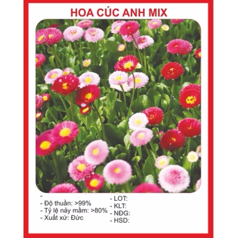 Hạt Giống Hoa Cúc Anh 100 Hạt