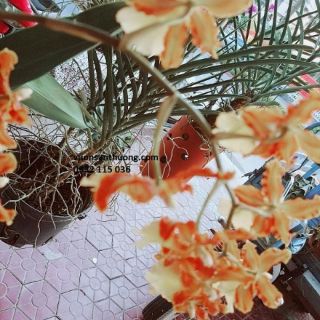 Phân dê hữu cơ (4kg) tan chậm phân cho lan cho cây