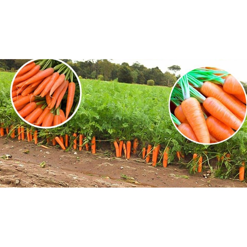 Hạt giống Cà Rốt Shin Kudora - Gói 5 gram