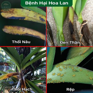 Combo Chế Phẩm Sinh Học trị bệnh cho hoa