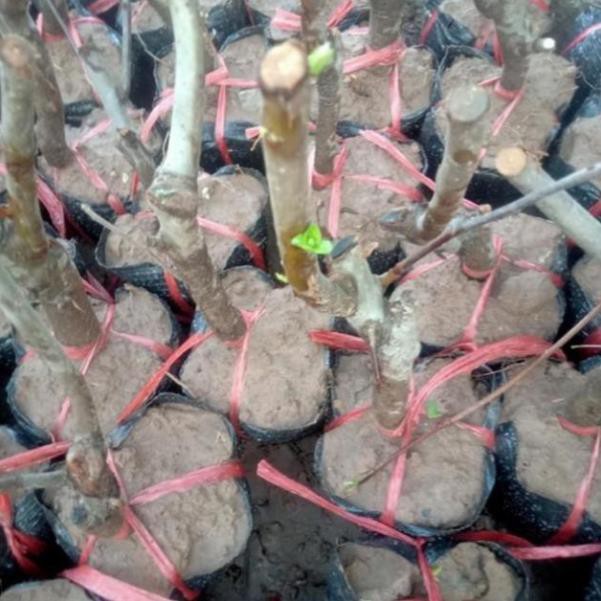 Cây giống mai đỏ