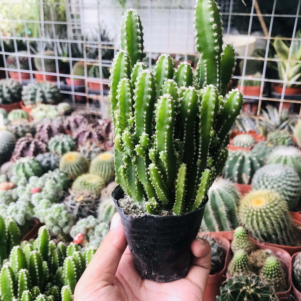 Xương Rồng Thanh Sơn Bụi To, Chưa kèm Chậu